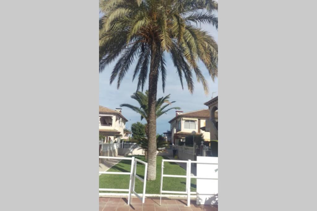 La Casa De La Palmera Daire Torrevieja Dış mekan fotoğraf